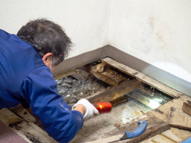 Best Mold Remediation Experts  in Williamsburg, KY