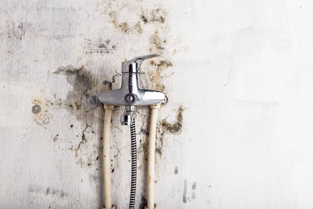 Best Mold Remediation  in Williamsburg, KY