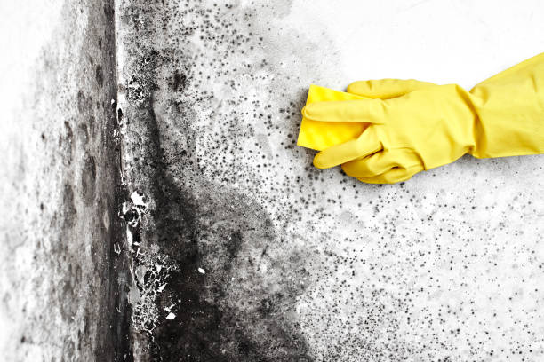 Best Attic Mold Removal  in Williamsburg, KY
