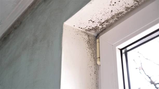 Best Black Mold Removal  in Williamsburg, KY