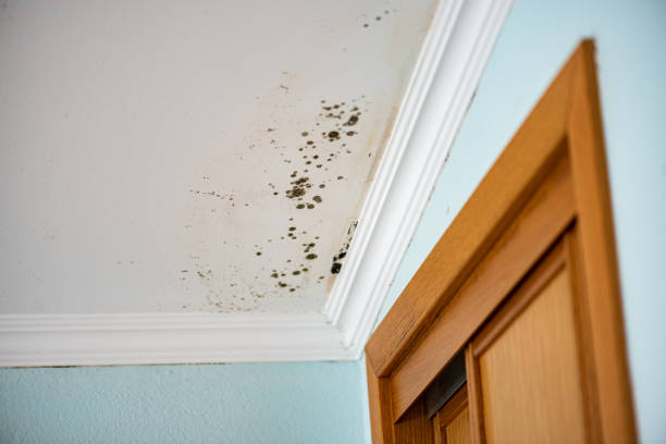 Mold Removal Process in Williamsburg, KY