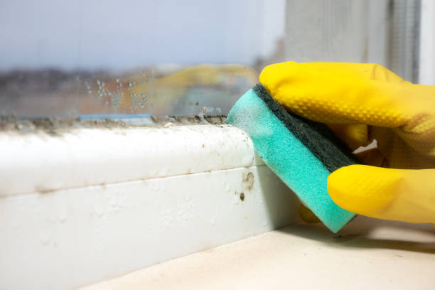 Best Toxic Mold Removal  in Williamsburg, KY