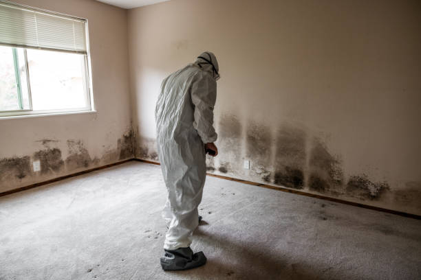 Best Residential Mold Removal  in Williamsburg, KY