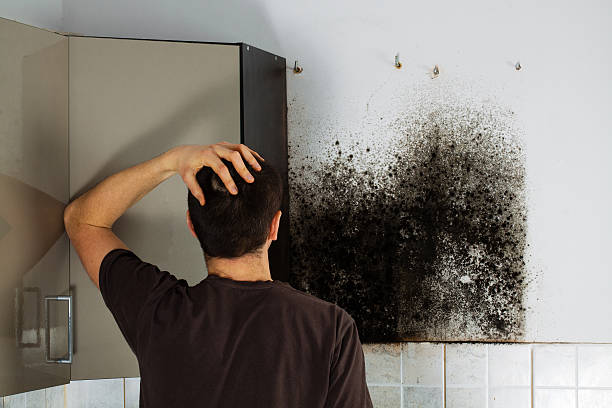 Best Mold Remediation  in Williamsburg, KY