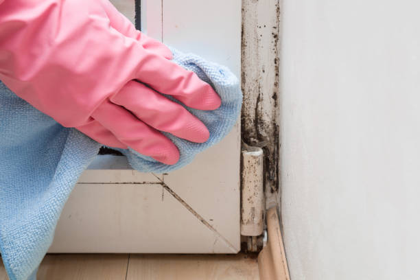 Best Same-Day Mold Removal  in Williamsburg, KY