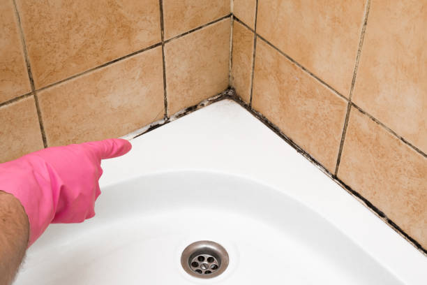 Attic Mold Removal in Williamsburg, KY