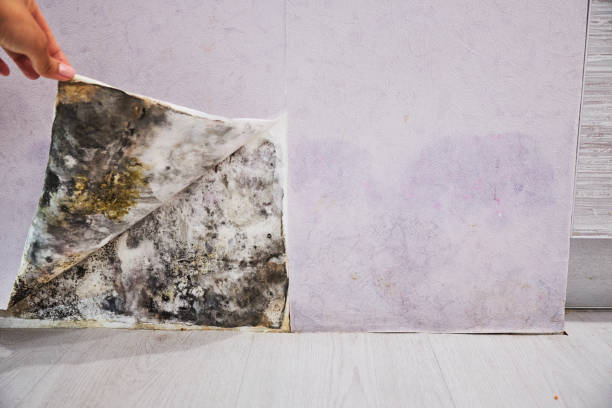 Home Mold Removal in Williamsburg, KY
